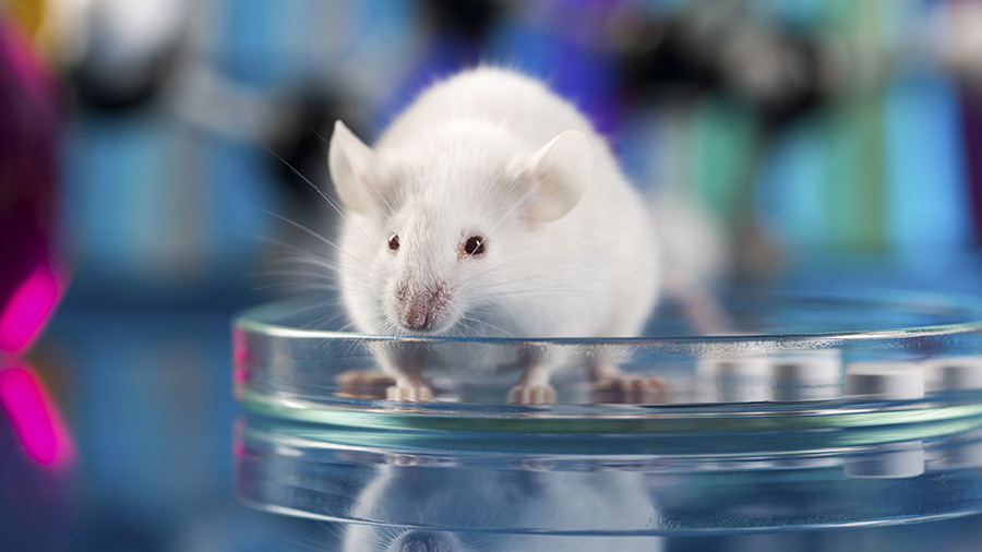 mouse