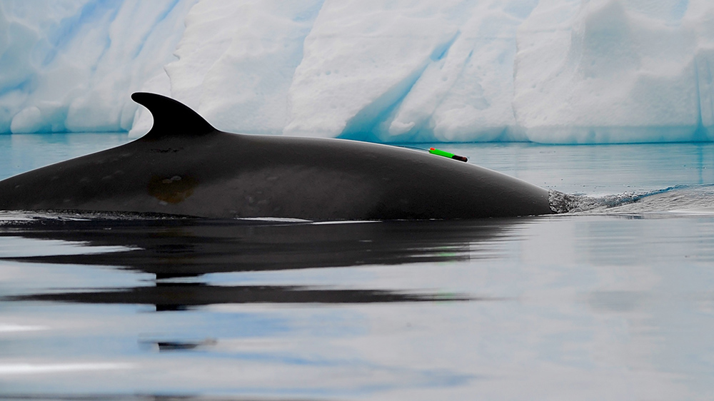 Japan slaughtered hundreds of Antarctic minke whales in the name of "science." Critics aren't buying it. Visual by Ari Friedlaender/Oregon State University.