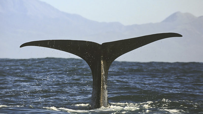 whale