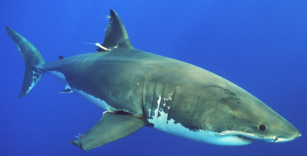 Shark