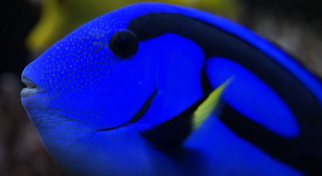 Animating animal movement is hard, and to get it right Pixar hired a bio-mechanics researcher. (Visual by Efraimstochter/Pixabay)