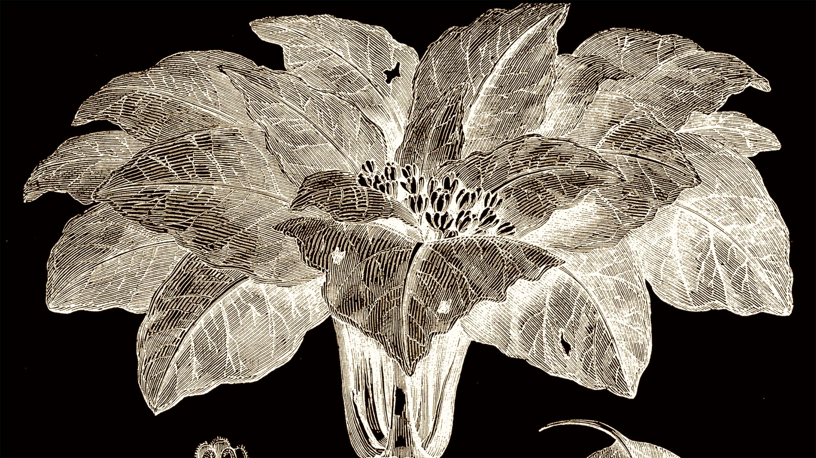 Mandrake