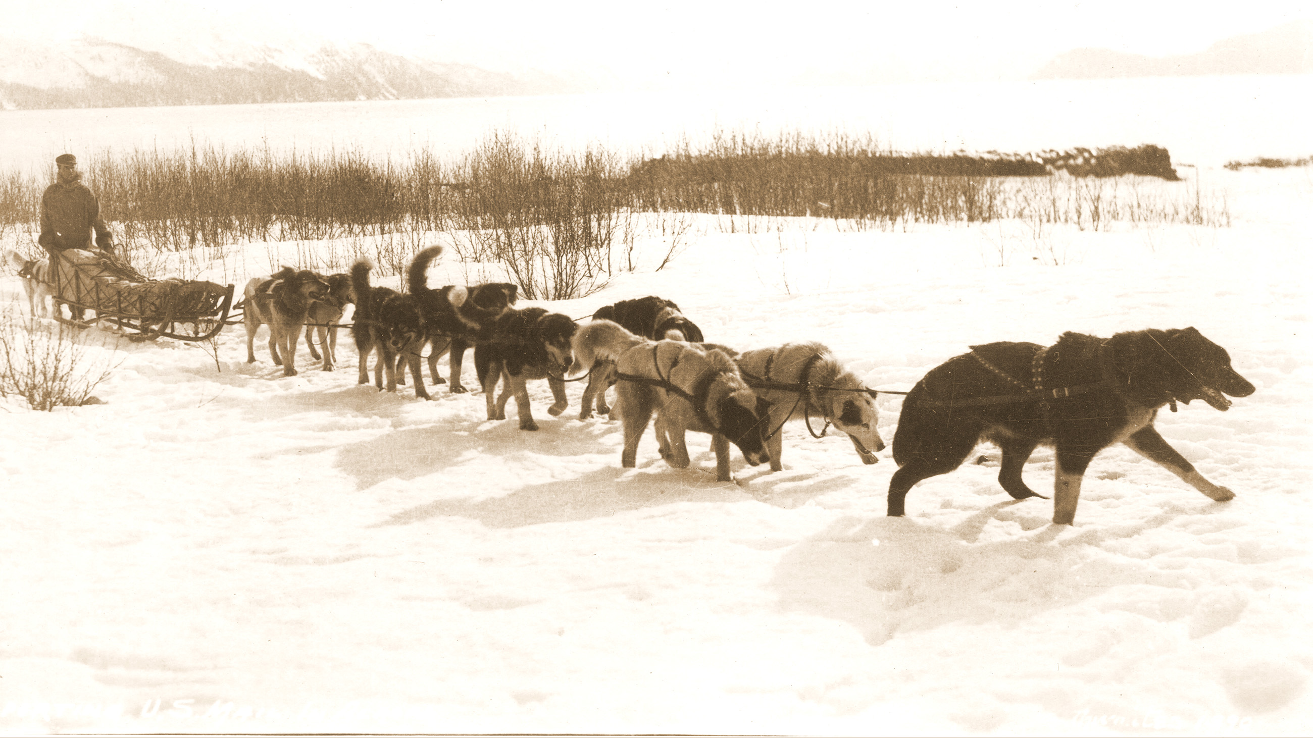 Sled dogs