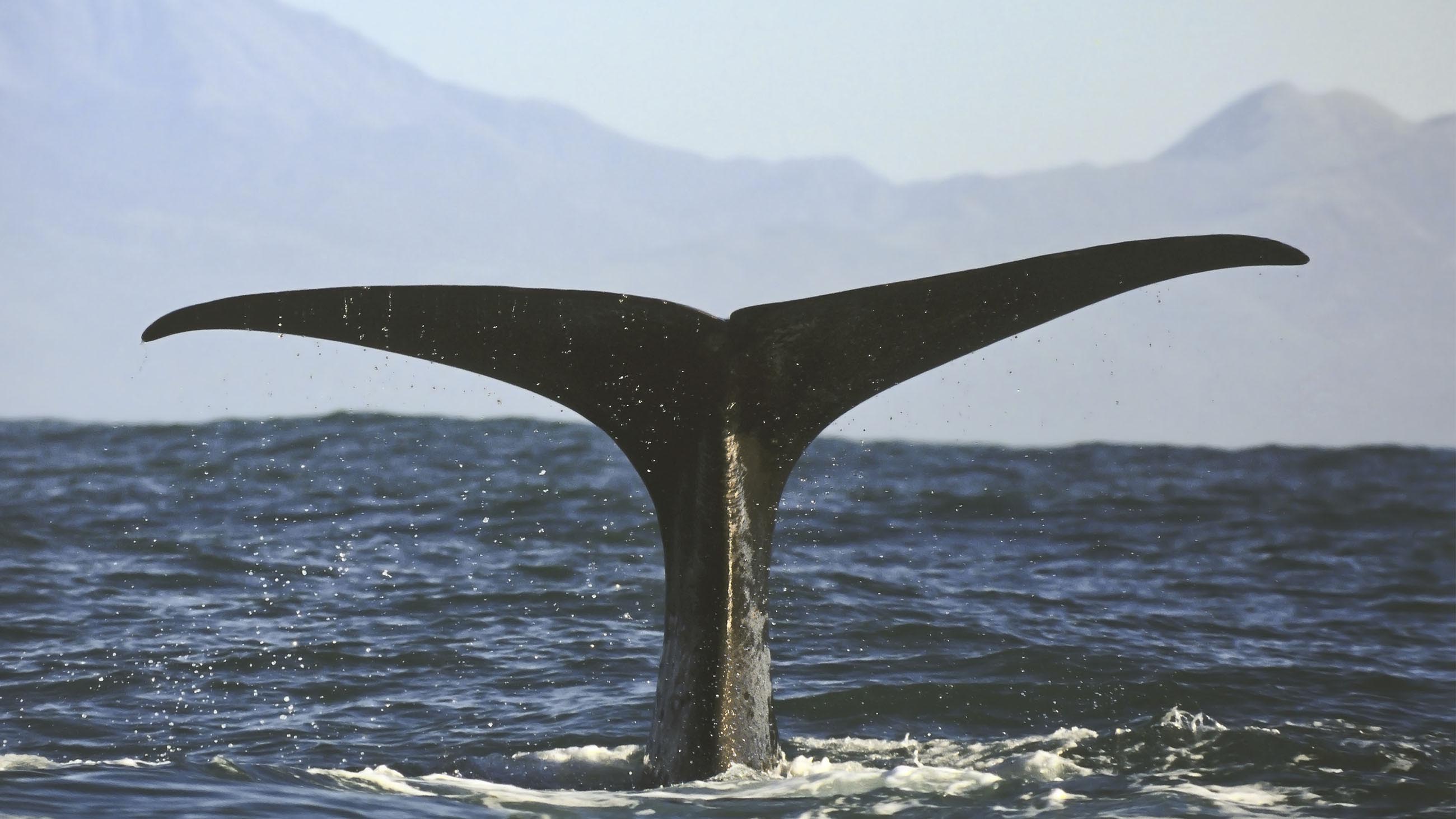 whale