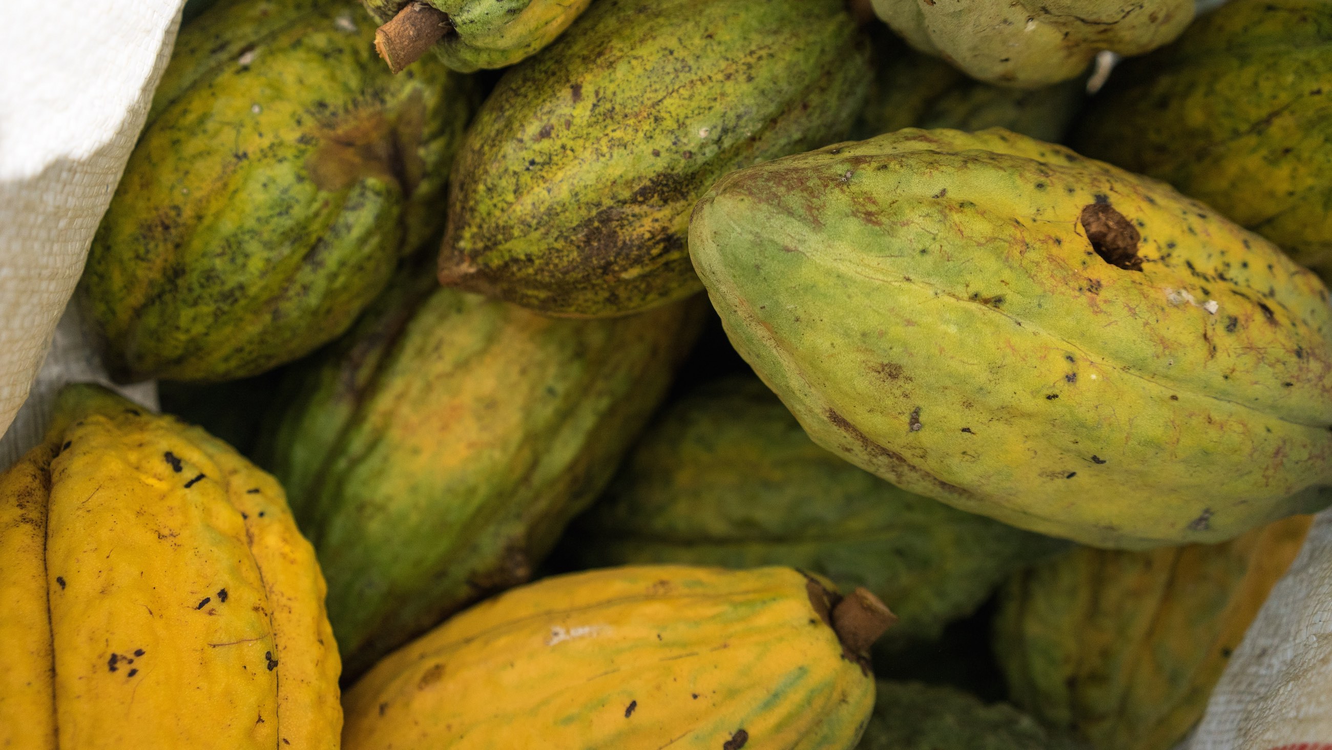 Cocoa pods. Visual by USAID.