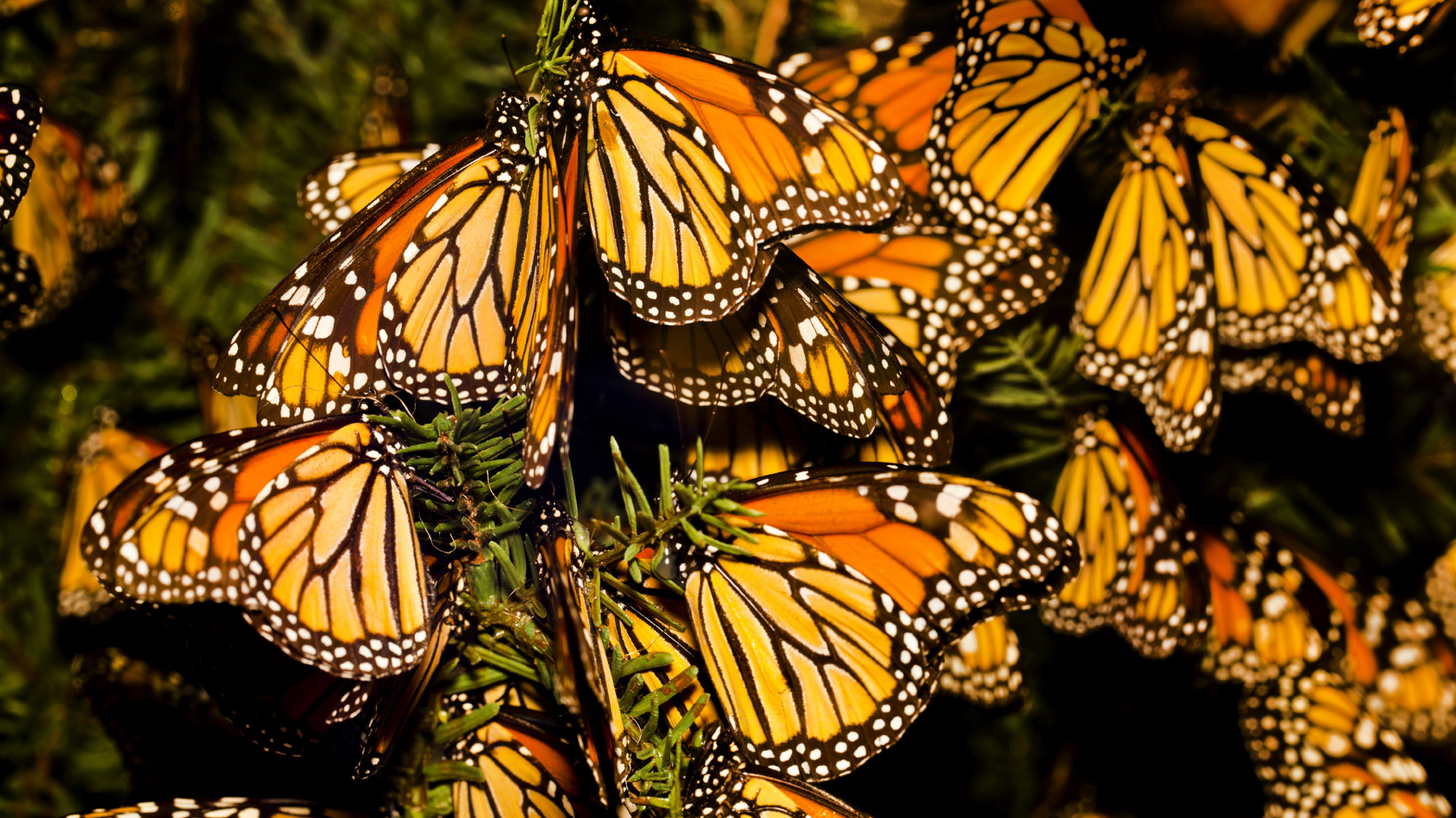 Monarchs