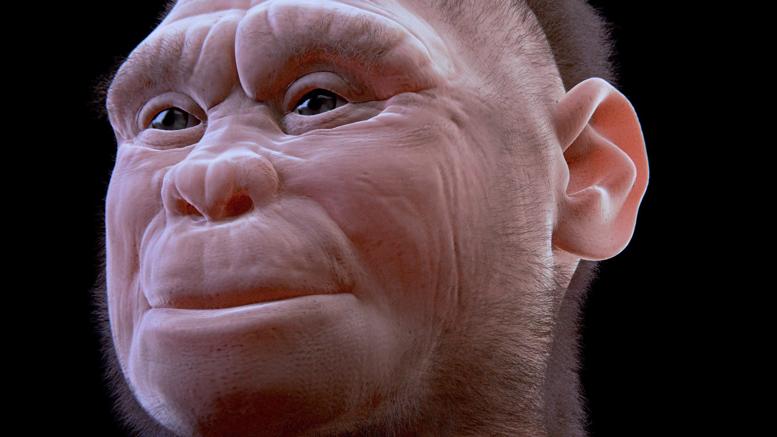 New research confirms that the Indonesian "hobbit" was in fact a hominin and gives us insight into its evolution.