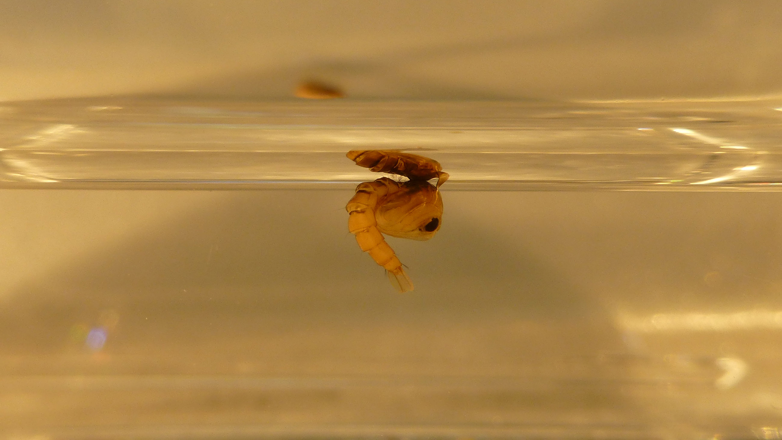Scientists are developing a variety of innovative ideas for engineering the end of disease threats from mosquitoes. What will work -- and what are the downsides? Pictured: a pupal Aedes aegypti mosquito.