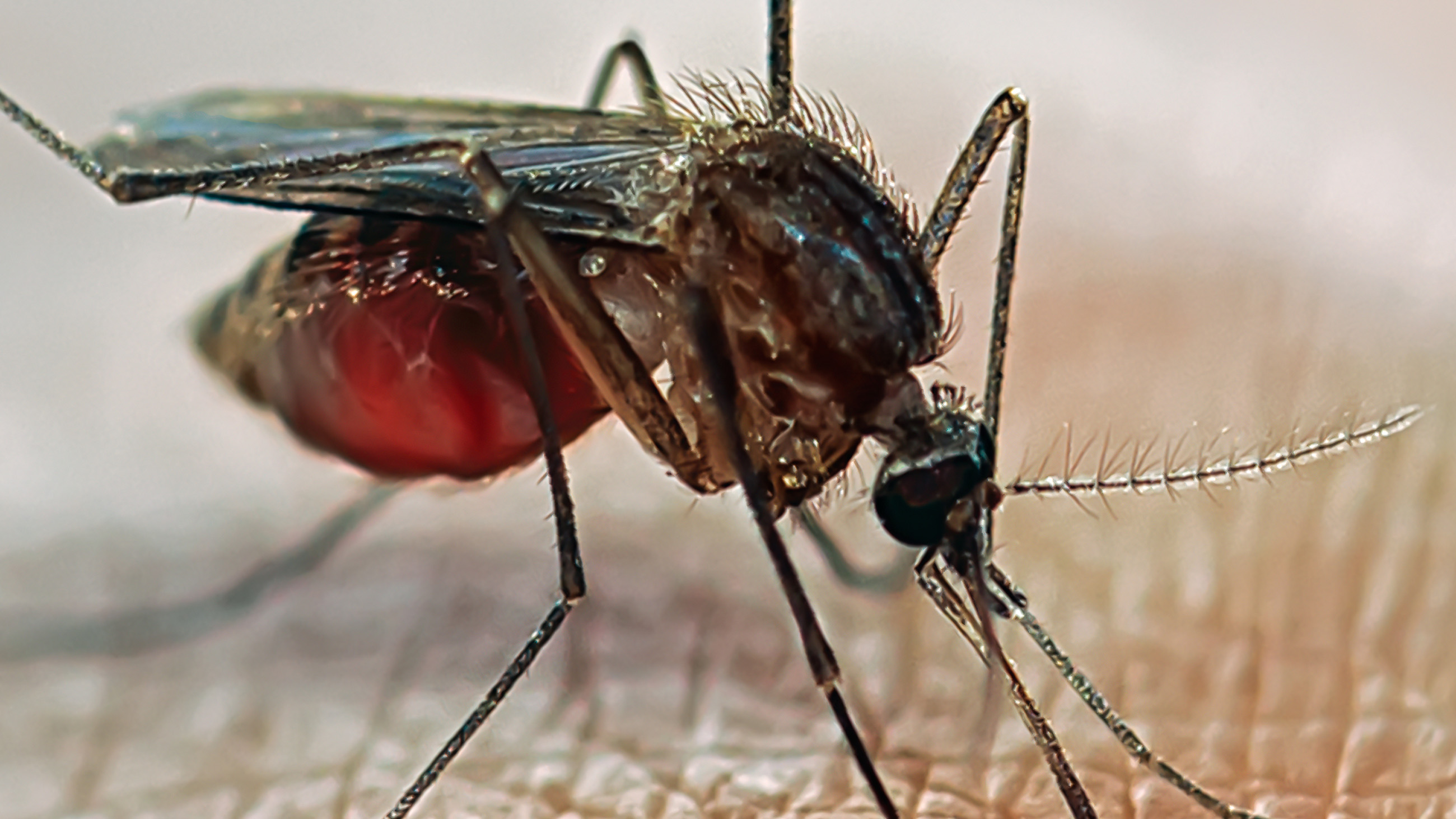 Researchers in Texas found that female mosquitos can pass Zika virus to some of their offspring.