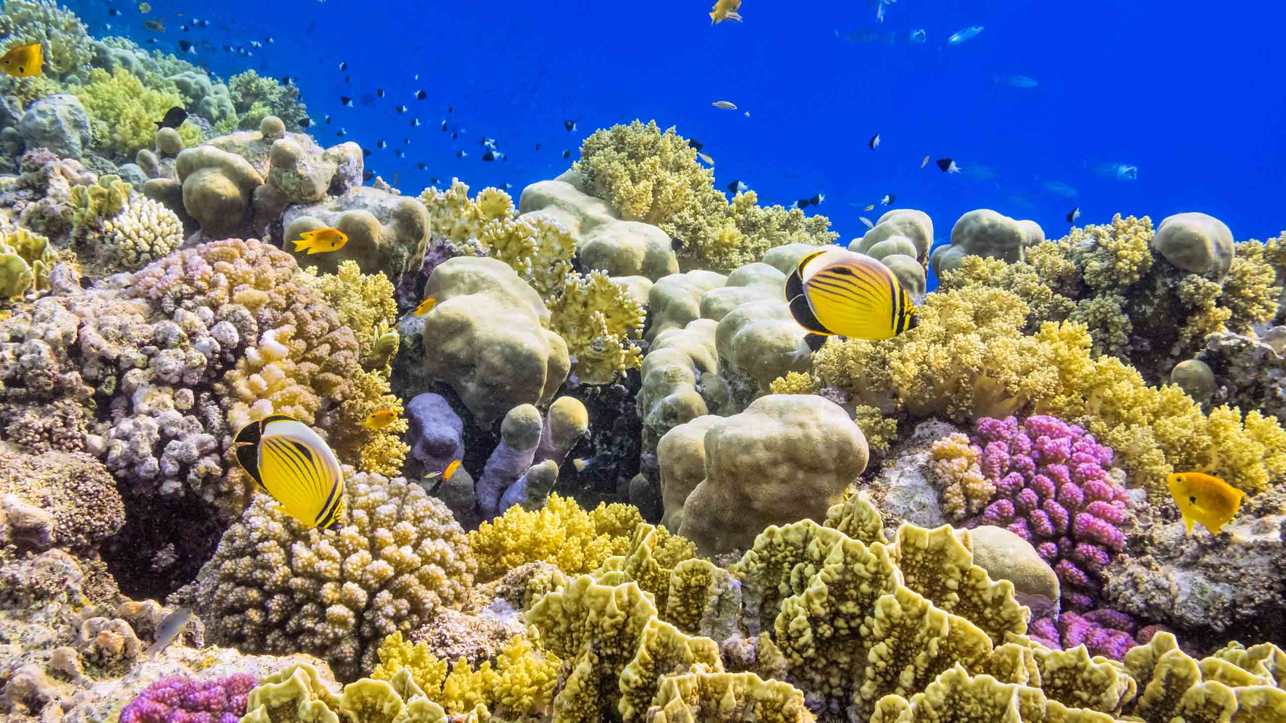 Corals are under threat around the globe. Some New York students want to help.