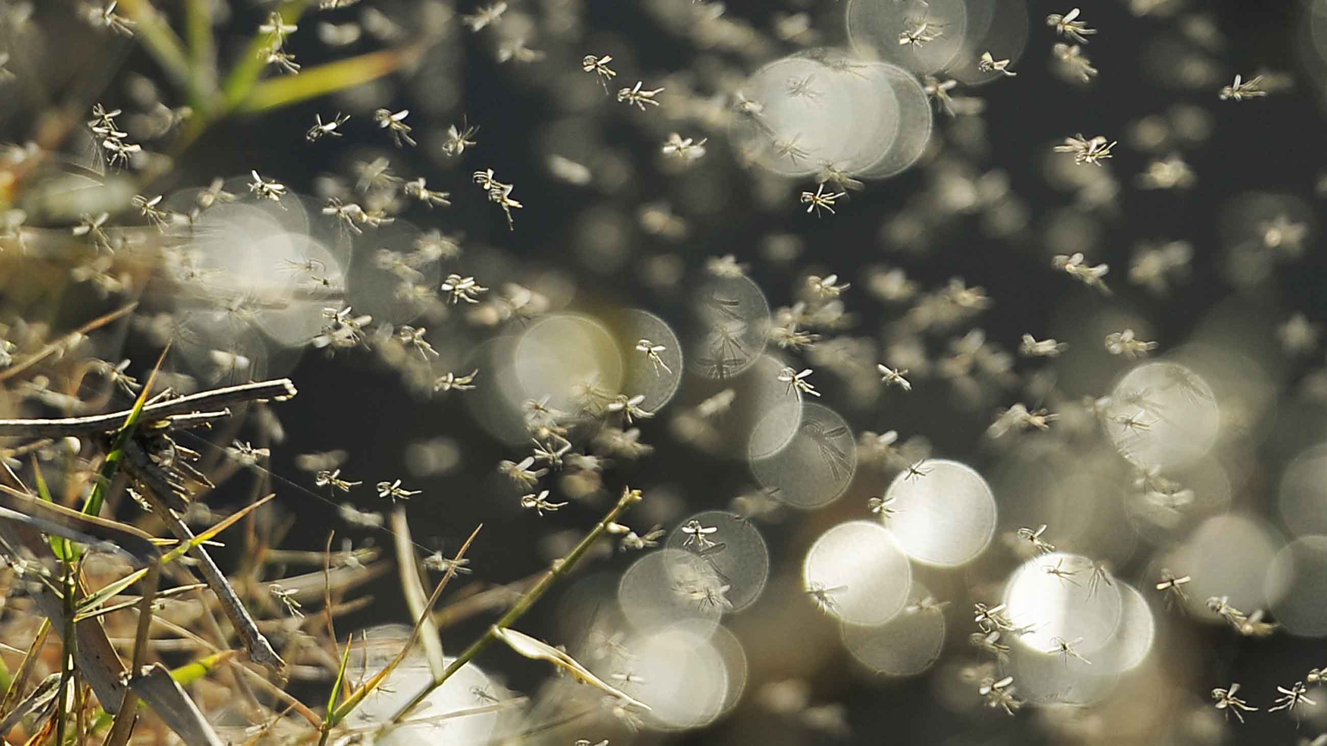 Standing water and raw sewage in Lowndes County, Alabama attract mosquitoes and other tropical disease vectors.