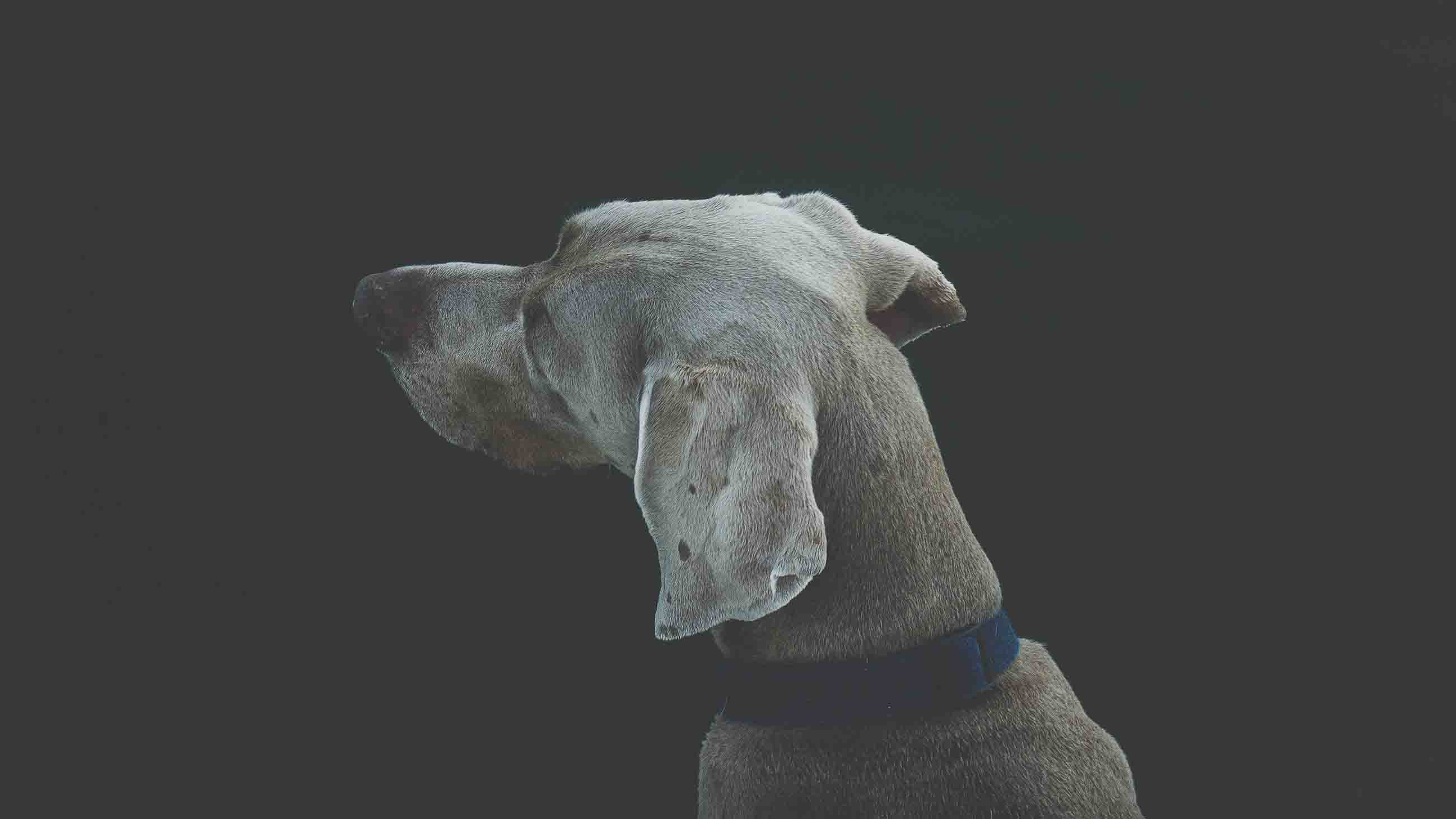 Direct-to-consumer tests are increasingly being used to screen companion animals, mostly dogs, for genetic diseases.