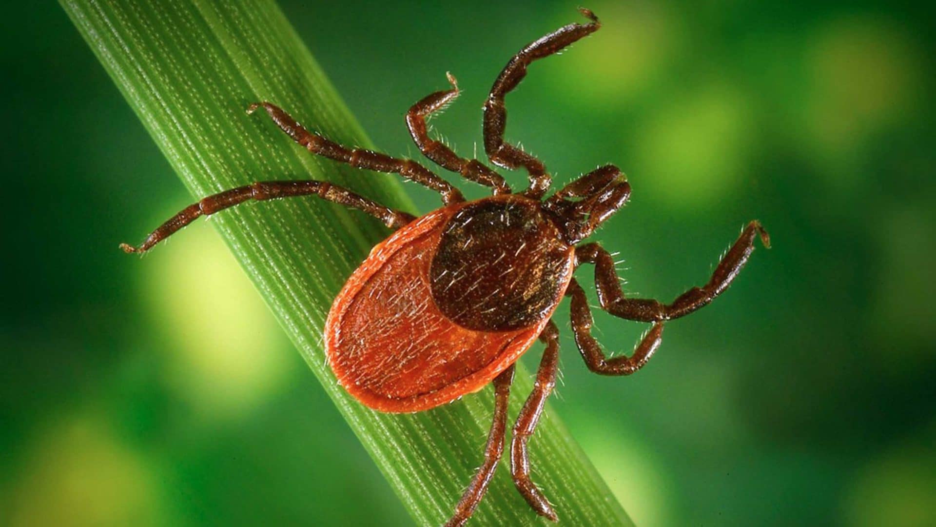 deer tick on grass