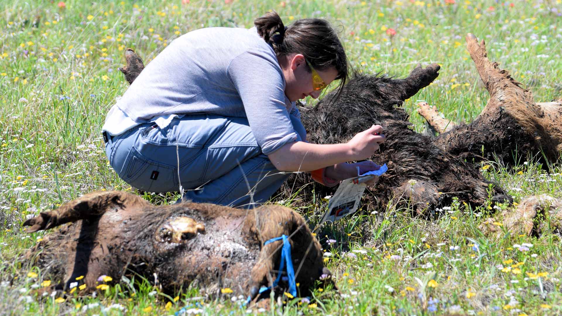 University of Mississippi researchers monitor the decay of pig carcasses and the effects on their surroundings.