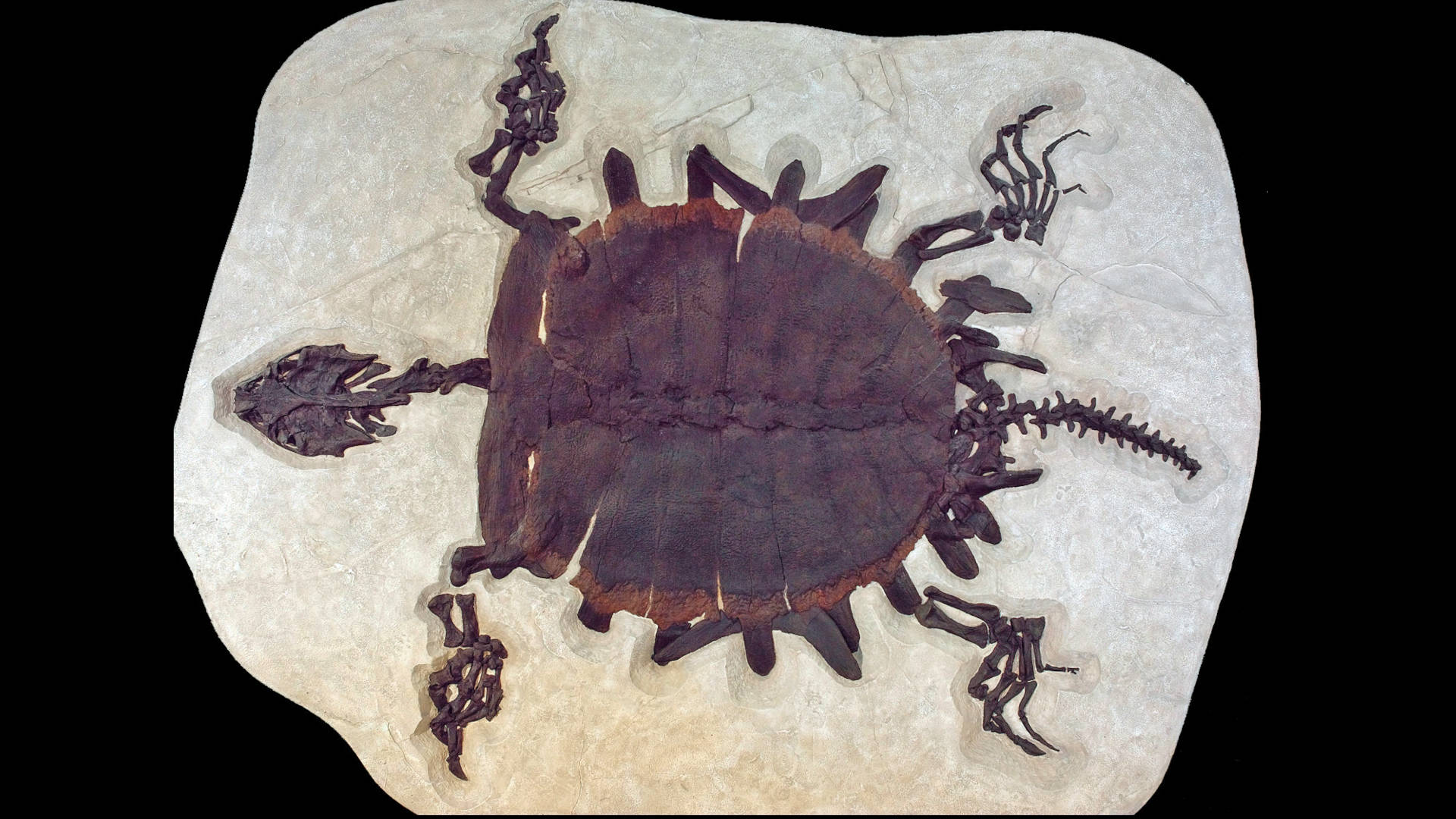 Fossilized softshell turtle found at Fossil Lake in Wyoming.