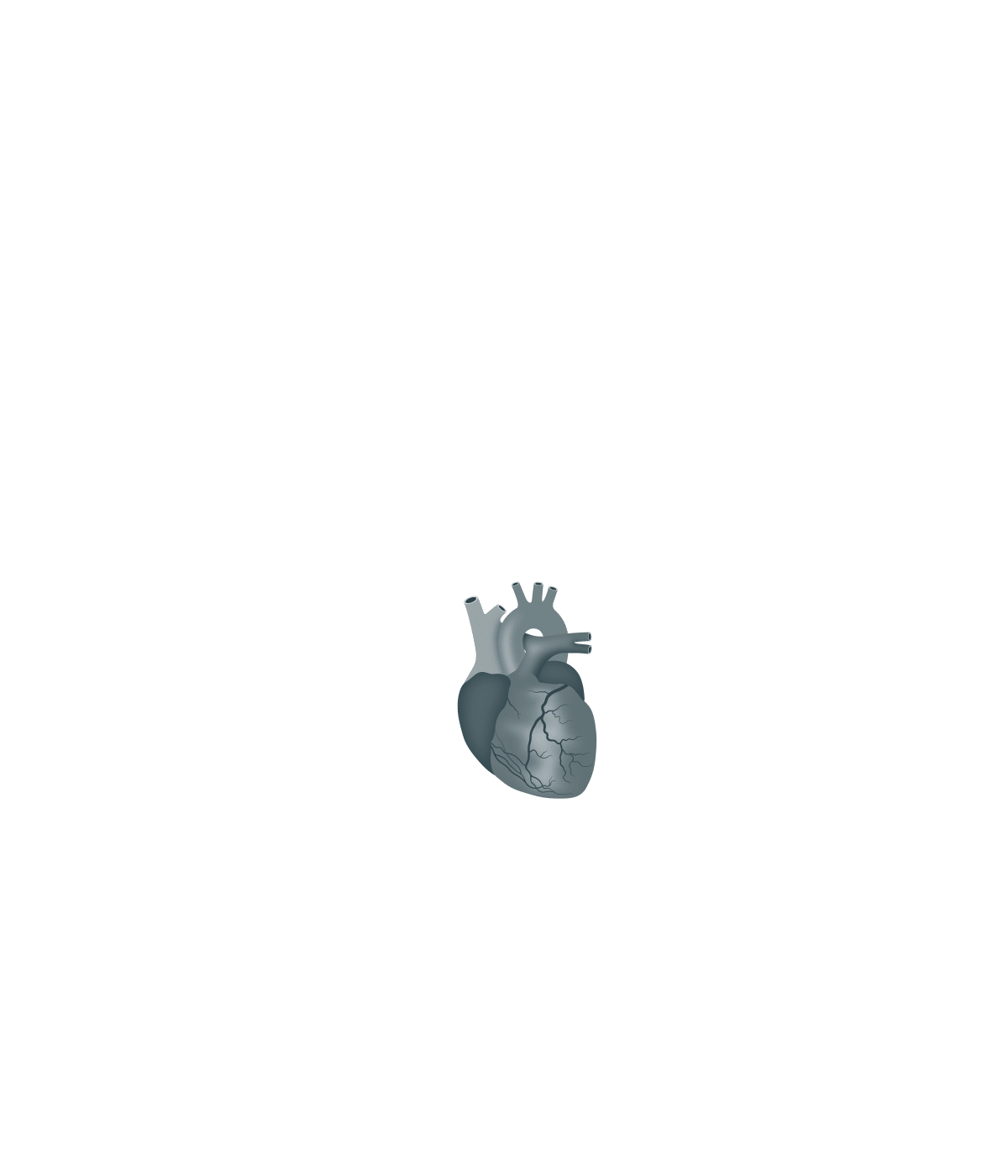 How Covid Affects the Body interactive graphic - Highlighted heart