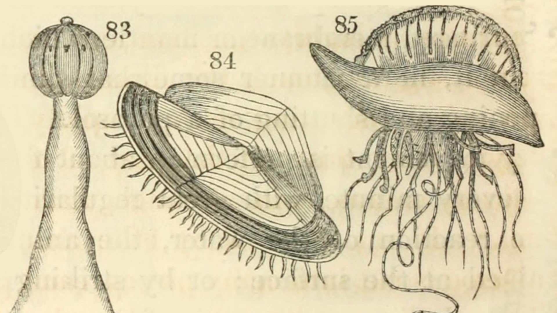 Several species of gelatinous sea creatures, from "Animal and vegetable physiology, considered with reference to natural theology," by Peter Mark Roget