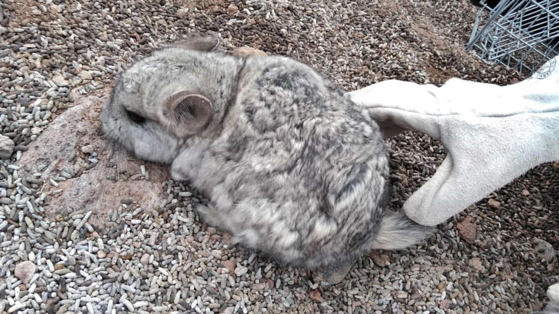 A mining company is working with Chilean authorities to safely relocate a colony of 25 chinchillas.