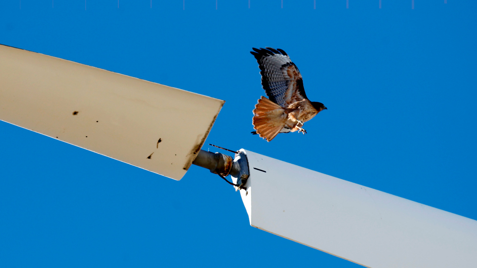 A red-tailed hawk takes off from an idle turbine blade in near Livermore, California, in 2013.