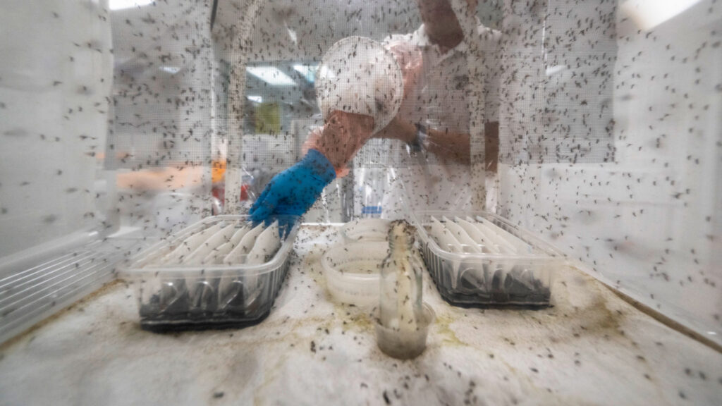 In the breeding room of Singapore's National Environment Agency, mosquitoes produce millions of tiny black eggs carrying the bacterium Wolbachia.